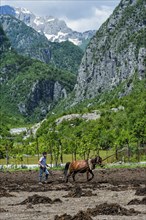 Farmer spreading manure on his field with a horse
