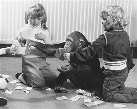 Chimpanzees and children play cards