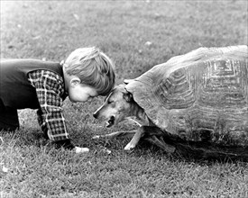 Little boy and dog playing with a turtle shell