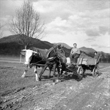 Men driving a carriage with strained horse and cow