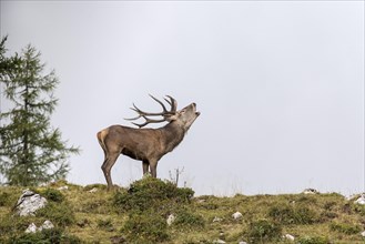 Deer roaring during rutting season