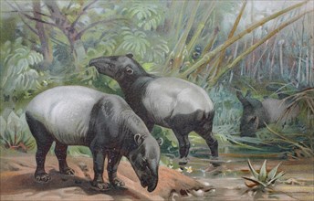 Historical image of The Malayan tapir