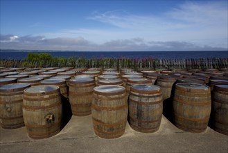 Whiskey barrels of the Glenfiddich distillery