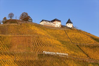 View of Marienburg Castle over vineyards in autumn