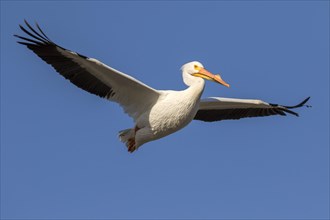 American white pelican (Pelecanus erythrorhynchos) in breeding plumage flying in blue sky