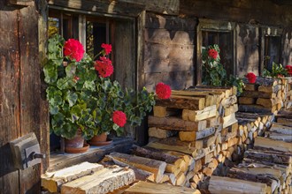 Geraniums and firewood in front of an old farm