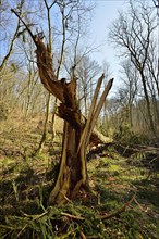 Broken spruce (ficus)