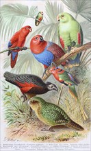Historical image of various parrots
