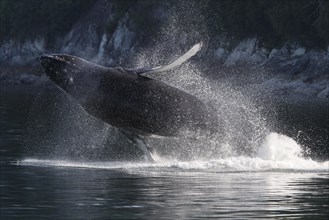 Jumping Humpback whale (Megaptera novaeangliae)