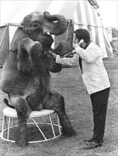 Elephant is examined by a doctor
