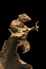 Satanic Leaf Tailed Gecko (Uroplatus phantasticus)