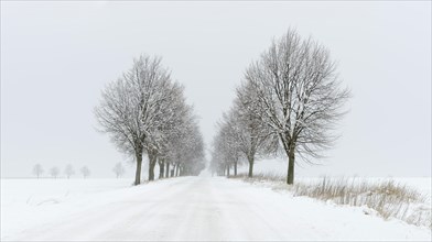 Snow-covered avenue in winter landscape