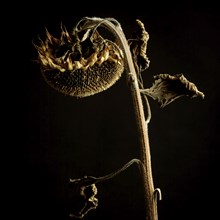 Dead sunflower