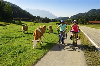 Two cyclists on bicycle lane next to cows on the pasture