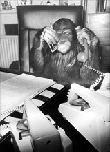 Chimpanzee on the phone at his desk