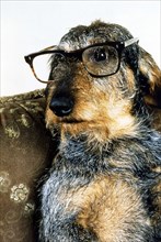 Roughhead dachshund with glasses