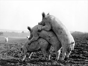 Three pigs copulate