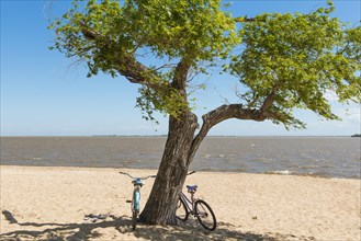 Two bicycles leaning against a tree on the sandy beach of the Rio de la Plata