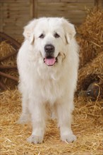 Pyrenean mountain dog