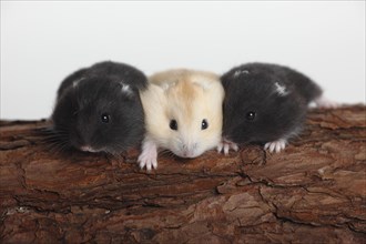 Djungarian hamsters (Phodopus sungorus)