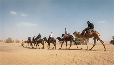 Caravan with dromedaries (Camelus dromedarius)