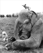 Elephant with two dogs