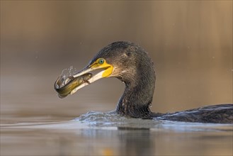 Great cormorant (Phalacrocorax carbo) animal portrait