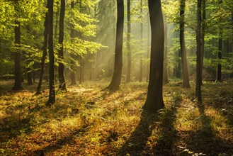 Natural deciduous forest of oak and beech trees on the Finne mountain range in the morning light