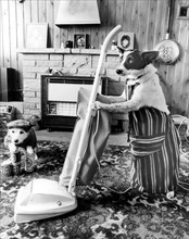 Jack Russell vacuuming