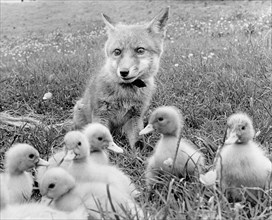 Fox and small ducks