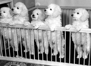 Five small poodles in the playpen ca. 1955