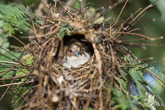 Sakalava Weaver (Ploceus sakalava) in the nest