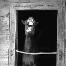 Horse with open mouth in a stable