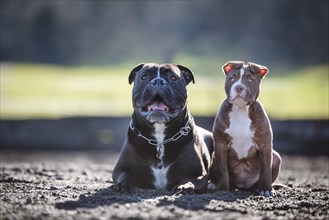Two Bulldogs (Canis lupus familiaris) sitting next to each other on Sandplatz