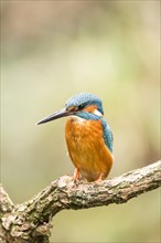 Common kingfisher (Alcedo atthis) sits on branch