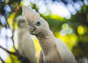 Animal portrait of a White Cockatoo (Cacatua alba)