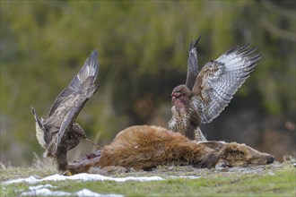 Steppe buzzards (Buteo buteo) on carcass of a young red deer