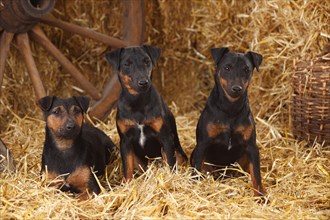 German hunting terriers