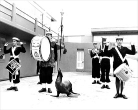 Music group with sea lion