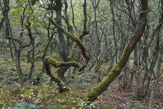 Forest with crooked Oaks (Quercus)