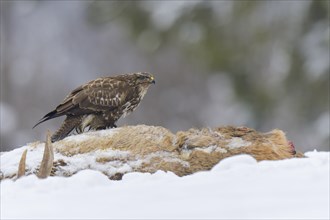 Steppe buzzard (Buteo buteo) sits on carcass of a red deer in winter