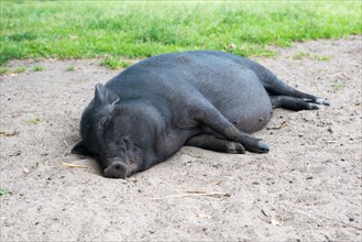 Black mini pig
