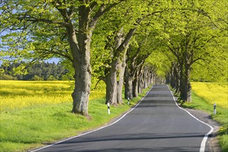 Oak avenue in spring