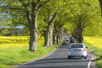 Cars drive through narrow oak avenue in spring