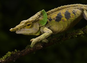 Malthe's chameleon (Calumma malthe)