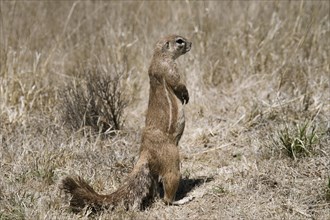 Cape ground squirrel (Xerus inauris) in Mountain Zebra National Park