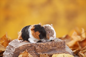 CH-Teddy guinea pigs