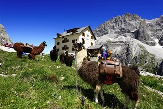 Llamas with panniers in front of the Zsigmondy or Comici Hut