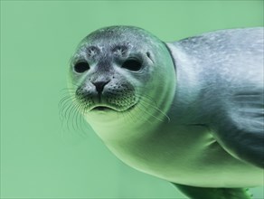 Young Harbor seal (Phoca vitulina) diving in water basin
