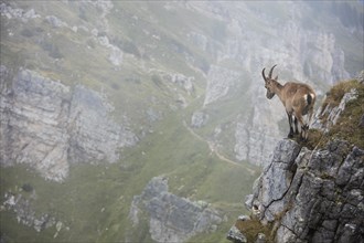 Alpine Ibex (Capra ibex) no slope in front of mountain scenery
